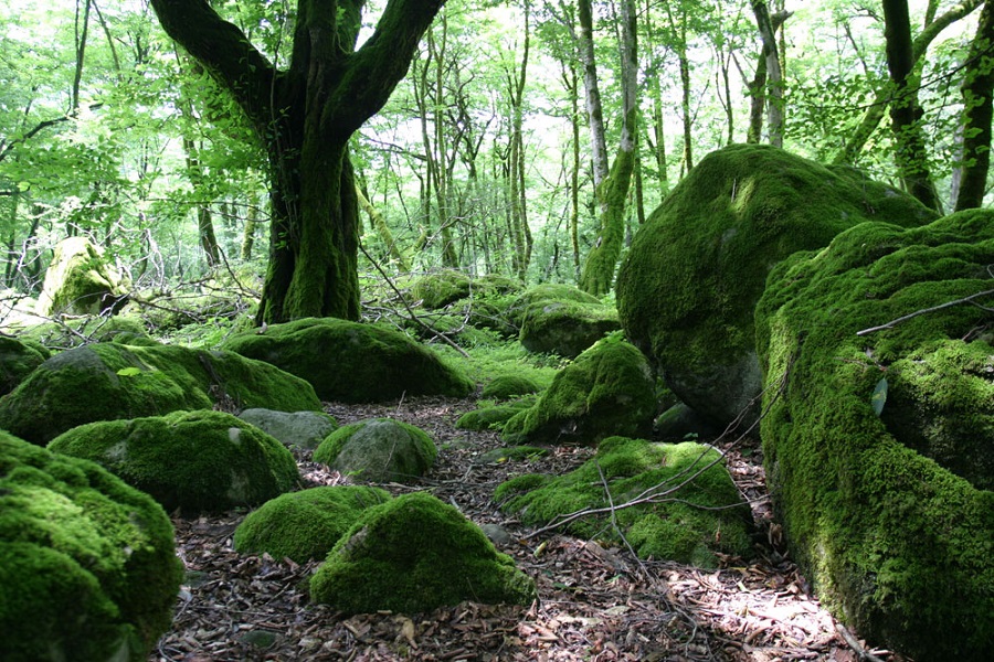 Dohezar forest of Tonekabon