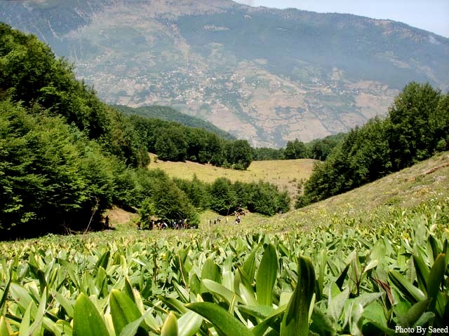 Dohezar forest of Tonekabon