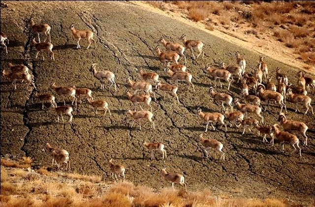 Golestan National Park